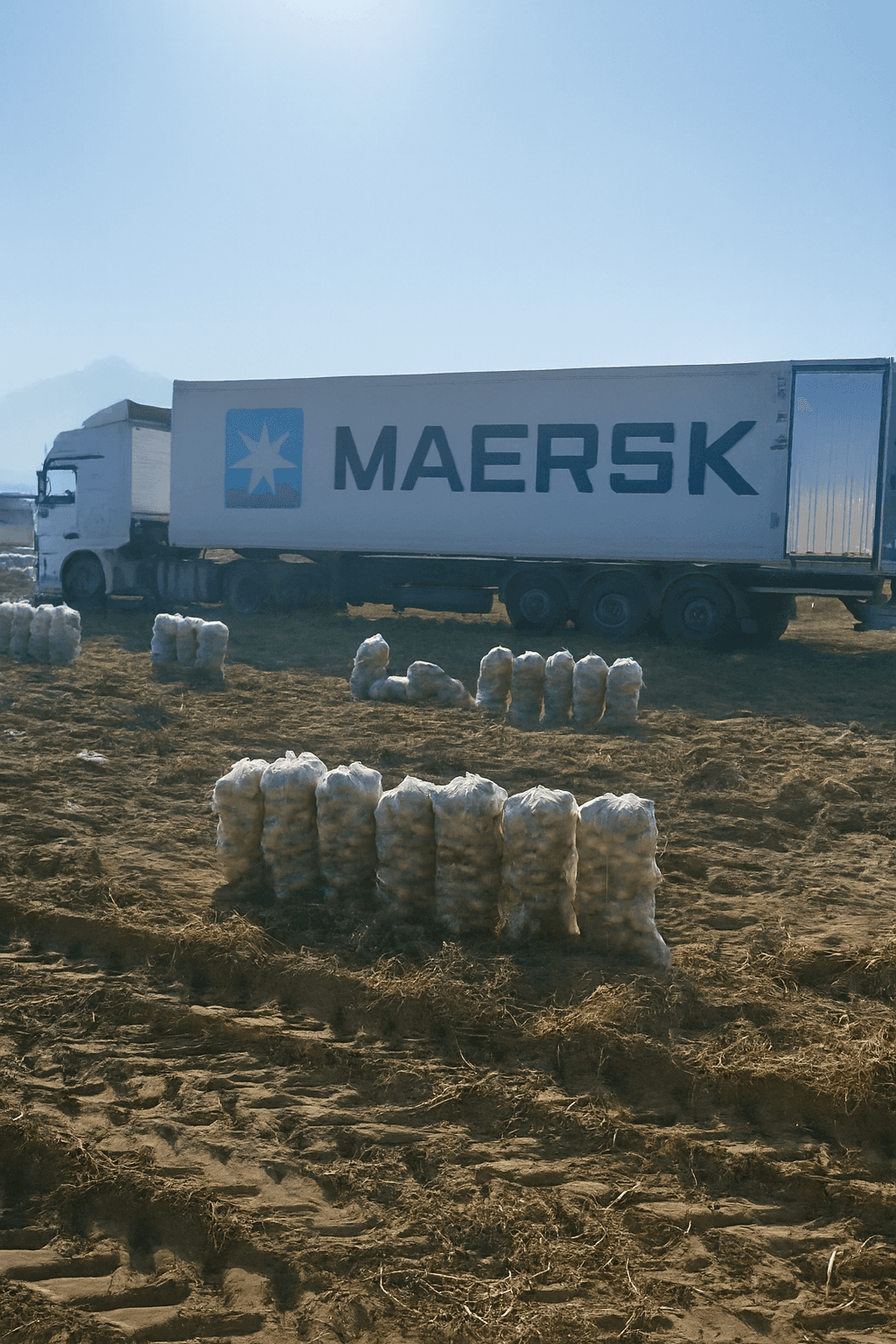 Fresh Potatoes – Premium Turkish Export Quality